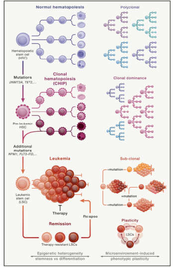 Kanser Kök Hücreleri: Hematopoietik Kök Hücrelerden Lösemik Kök Hücrelere Maceralı Yolculuk 